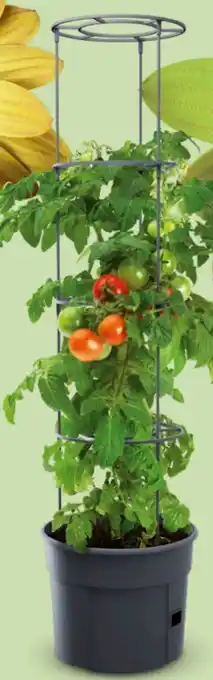 Interspar Tomatentopf Angebot