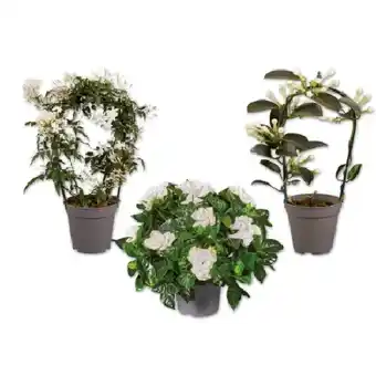 Lidl Stephanotis, Gardenia oder Jasminum Lidl Angebot