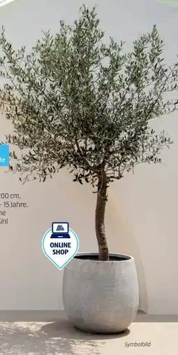 Hofer Olivenbaum Angebot