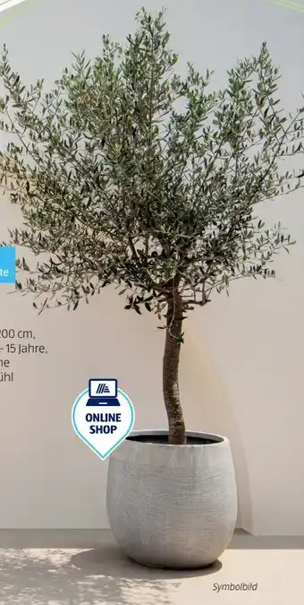 Hofer Olivenbaum Angebot