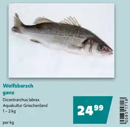 Eurogast Grissemann Wolfsbarsch ganz Angebot