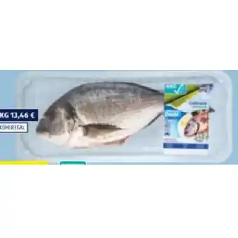 Hofer ASC Goldbrasse HOFER Angebot