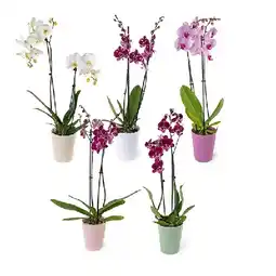 Hofer Orchidee im 14-cm-Keramikübertopf, 2 Triebe HOFER Angebot
