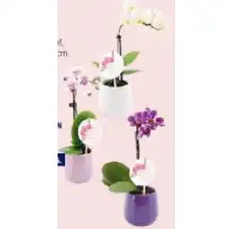 Hofer Mini-Orchidee im 9- cm-Keramikübertopf versch. Farben und Modelle HOFER Angebot