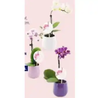 Hofer Mini-Orchidee im 9- cm-Keramikübertopf versch. Farben und Modelle HOFER Angebot