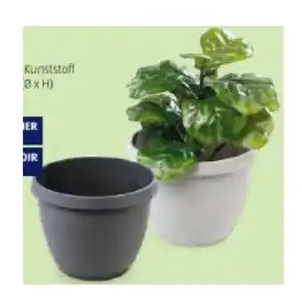 Hofer Pflanztopf HOFER Angebot