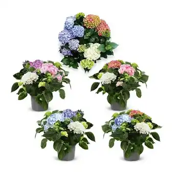 Hofer Hortensie Tricolor HOFER Angebot