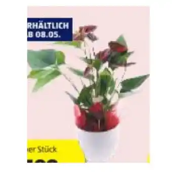 Hofer Exklusive Blühpflanze versch. Sorten HOFER Angebot