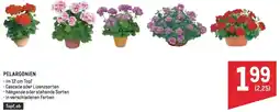 Metro Pelargonien Angebot