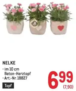 Metro Nelke Angebot