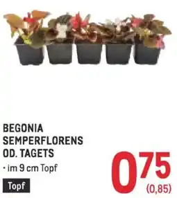 Metro Begonia Angebot