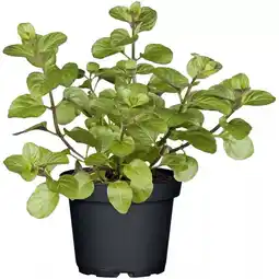 Hellweg Gourmetkräuter Verschiedene Sorten 915786 HELLWEG Angebot