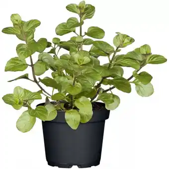 Hellweg Gourmetkräuter Verschiedene Sorten 915786 HELLWEG Angebot