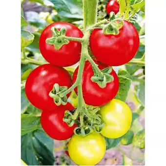 Hellweg Gemüsepflanze „Meisterklasse“ versch. Sorten 366483 HELLWEG Angebot