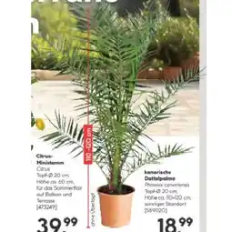 Hellweg kanarische Dattelpalme 589020 HELLWEG Angebot