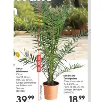 Hellweg kanarische Dattelpalme 589020 HELLWEG Angebot