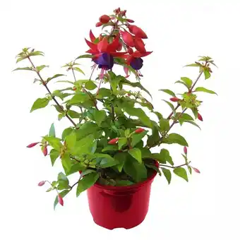 Hellweg Fuchsie 350837 HELLWEG Angebot