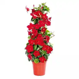 Hellweg Dipladenia-Pyramide 462440 HELLWEG Angebot