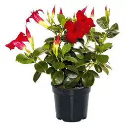 Hellweg Dipladenia „Sundaville“, Topf-Ø 10,5 cm 469361 HELLWEG Angebot