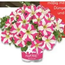 Hellweg Petunie - Amore-Sondersorten 824359 HELLWEG Angebot