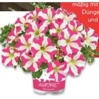 Hellweg Petunie - Amore-Sondersorten 824359 HELLWEG Angebot