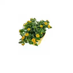 Hellweg Husarenknöpfchen 782176 HELLWEGS Angebot