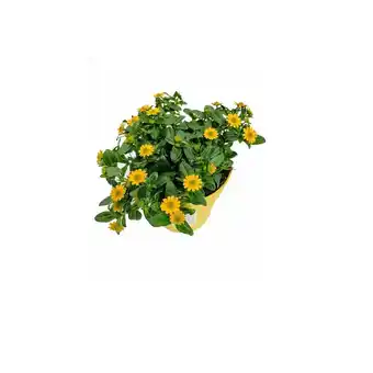Hellweg Husarenknöpfchen 782176 HELLWEGS Angebot