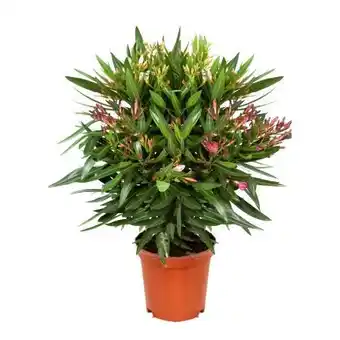 Hellweg Plantiflor Oleander Busch Angebot