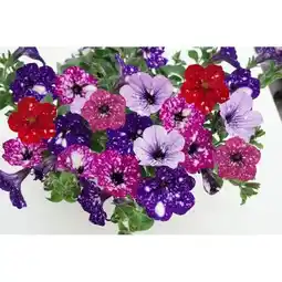 Hellweg Plantiflor Petunie Sky Family Mix Angebot