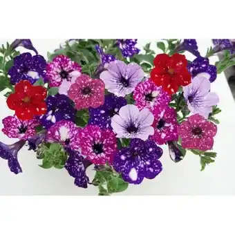Hellweg Plantiflor Petunie Sky Family Mix Angebot