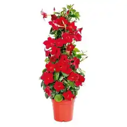 Hellweg Plantiflor Mandevilla Pyramide Angebot
