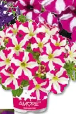 Hellweg Petunien-Amore-Sondersorten Angebot