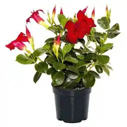 Hellweg Plantiflor Dipladenie Busch Angebot