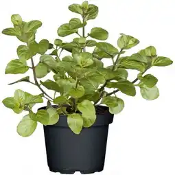 Hellweg Plantiflor Gourmetkräuter Angebot