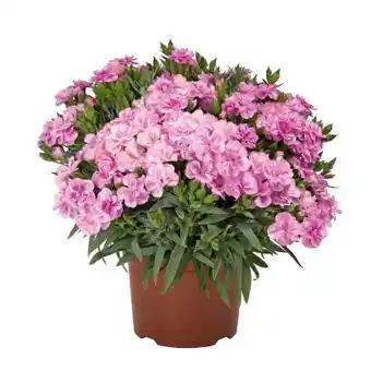 Hellweg Plantiflor Teneriffanelke Angebot