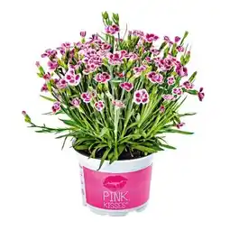 Hellweg Plantiflor Prinzess-Nelke Angebot