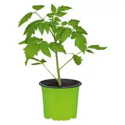 Hellweg Plantiflor Gemüsepflanzen Meisterklasse Angebot