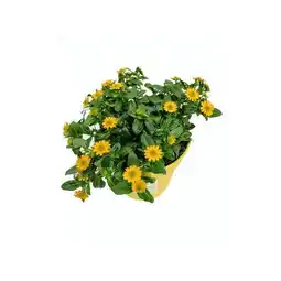Hellweg Plantiflor Husarenknopf Angebot
