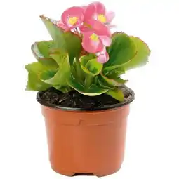 Hellweg Plantiflor Eisbegonie Topf Durchmesser Angebot