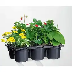 Hellweg Plantiflor Bunter Balkonkasten Tradition Angebot