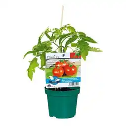 Hellweg Plantiflor Veredelte Salattomate Angebot