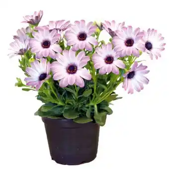 Hellweg Plantiflor Kapkörbchen Angebot