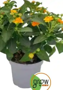 OBI Grow by Obi Blühpflanzen Mix Angebot