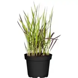 OBI Grow by Obi Japanisches Blutgras Red Baron Angebot