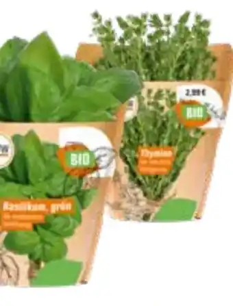 OBI Grow by Obi Bio Basilikum Angebot