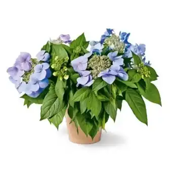 OBI Grow by Obi Hortensie Bloombuster Angebot