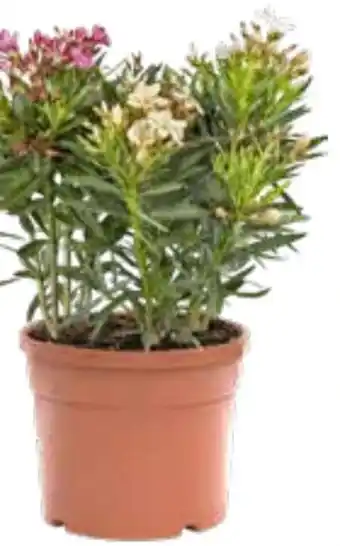 OBI Grow by Obi Oleander Angebot