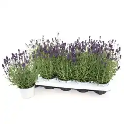 OBI Echte Lavendel Lila Angebot
