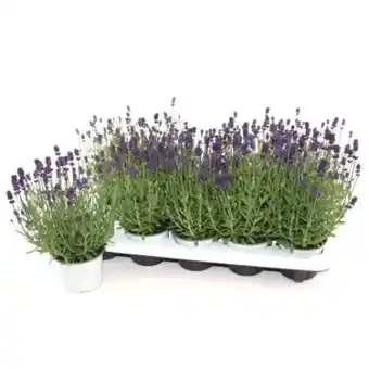 OBI Echte Lavendel Lila Angebot