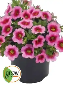 OBI Grow by Obi Zauberglöckchen Angebot